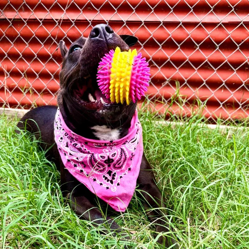 An adult medium-sized female Black American Staffordshire Terrier dog named Lulu for adoption in Austin, TX