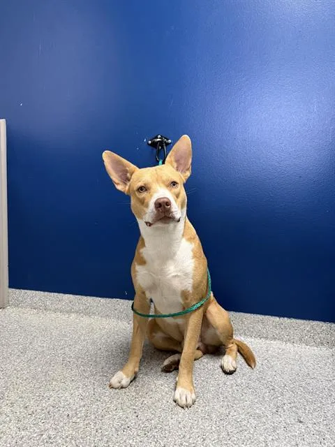 A young large-sized male American Staffordshire Terrier dog named Red for adoption in Pasadena, TX