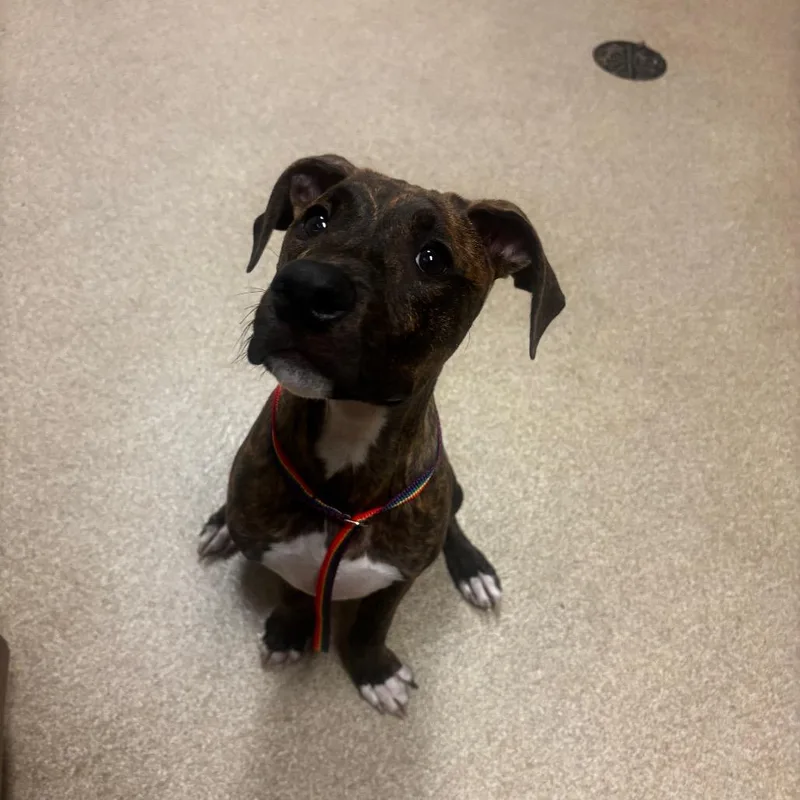 A baby medium-sized male Brindle Pit Bull Terrier dog named Monty for adoption in Bristol, IN