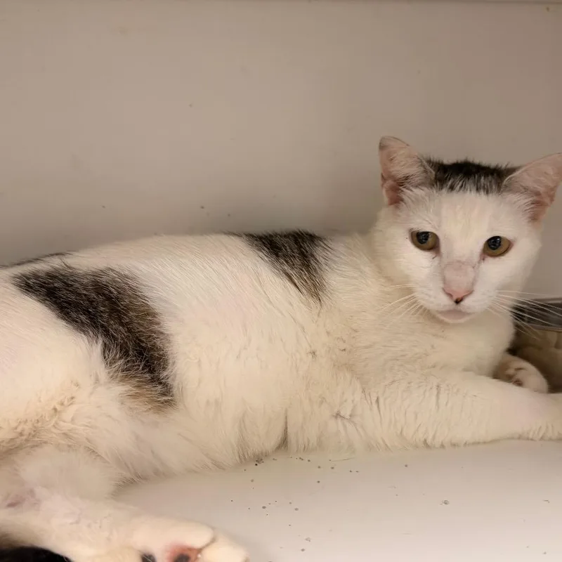 An adult small-sized male White Domestic Short Hair cat named Joe for adoption in Duncan, OK