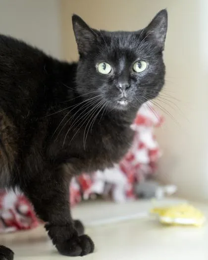 A senior medium-sized female Domestic Short Hair cat named Gracie for adoption in Pequot Lakes, MN