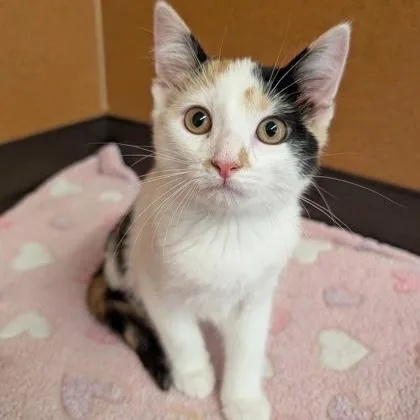 A baby small-sized female Calico Domestic Short Hair cat named Pearl for adoption in Rochester, MN