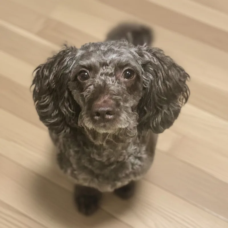 Brownie thumbnail 4