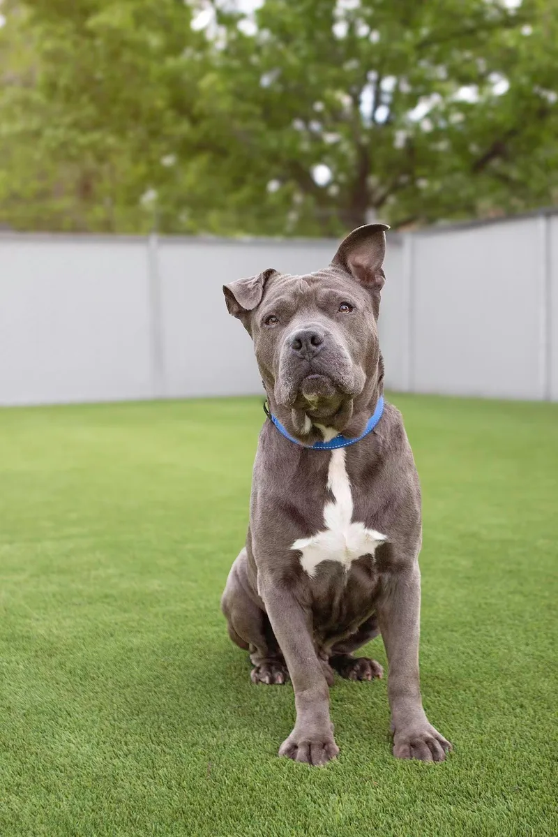 An adult medium-sized male Pit Bull Terrier dog named Williamson for adoption in Eagle, ID
