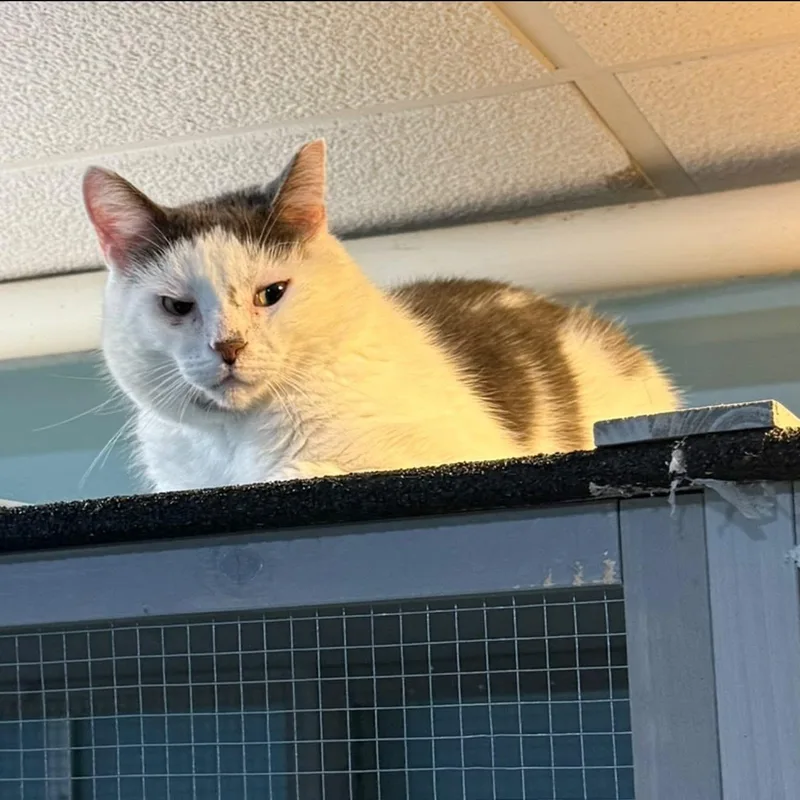 An adult large-sized male Domestic Short Hair cat named Leon for adoption in Newark, NJ