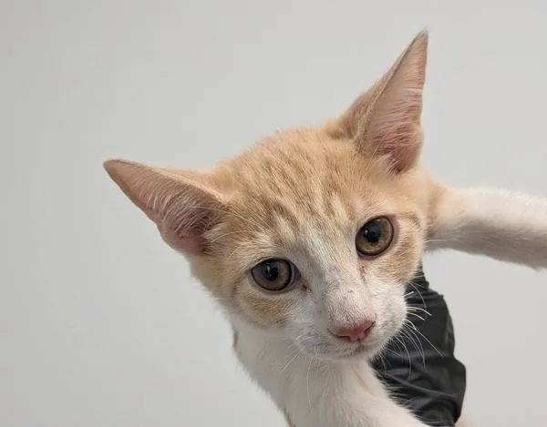 A baby small-sized male Domestic Short Hair cat named Citrus for adoption in San Diego, CA