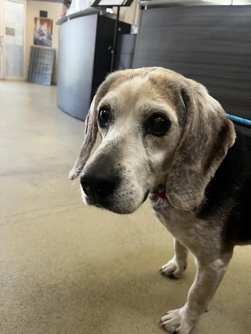 An adult medium-sized male Beagle dog named Willie for adoption in Hagerstown, MD
