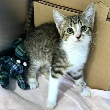 A baby small-sized female Domestic Long Hair cat named Virgo for adoption in Novelty, OH