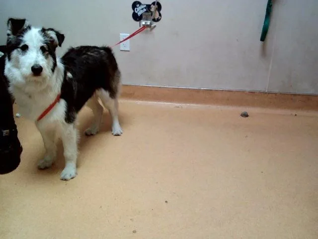 A young small-sized male Border Collie dog named Jack for adoption in Martinez, CA