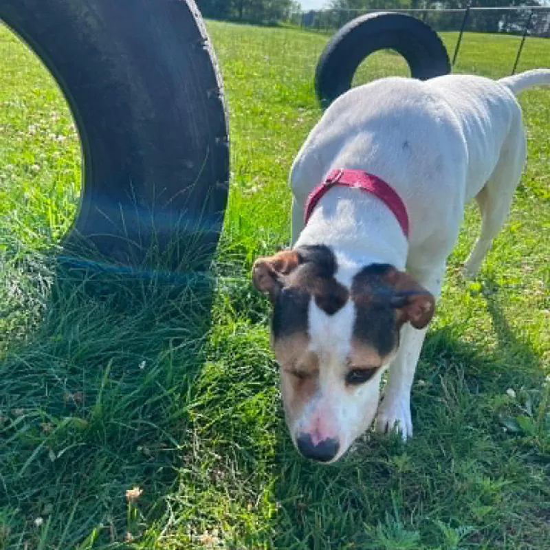 An adult medium-sized female Terrier dog named Marlie for adoption in Monticello, IA