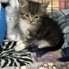 A baby medium-sized female Domestic Short Hair cat named Izzy  Thomas  for adoption in Danville, IL