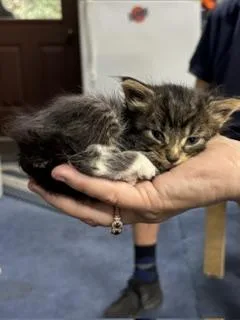 Izzy  Thomas  thumbnail 3