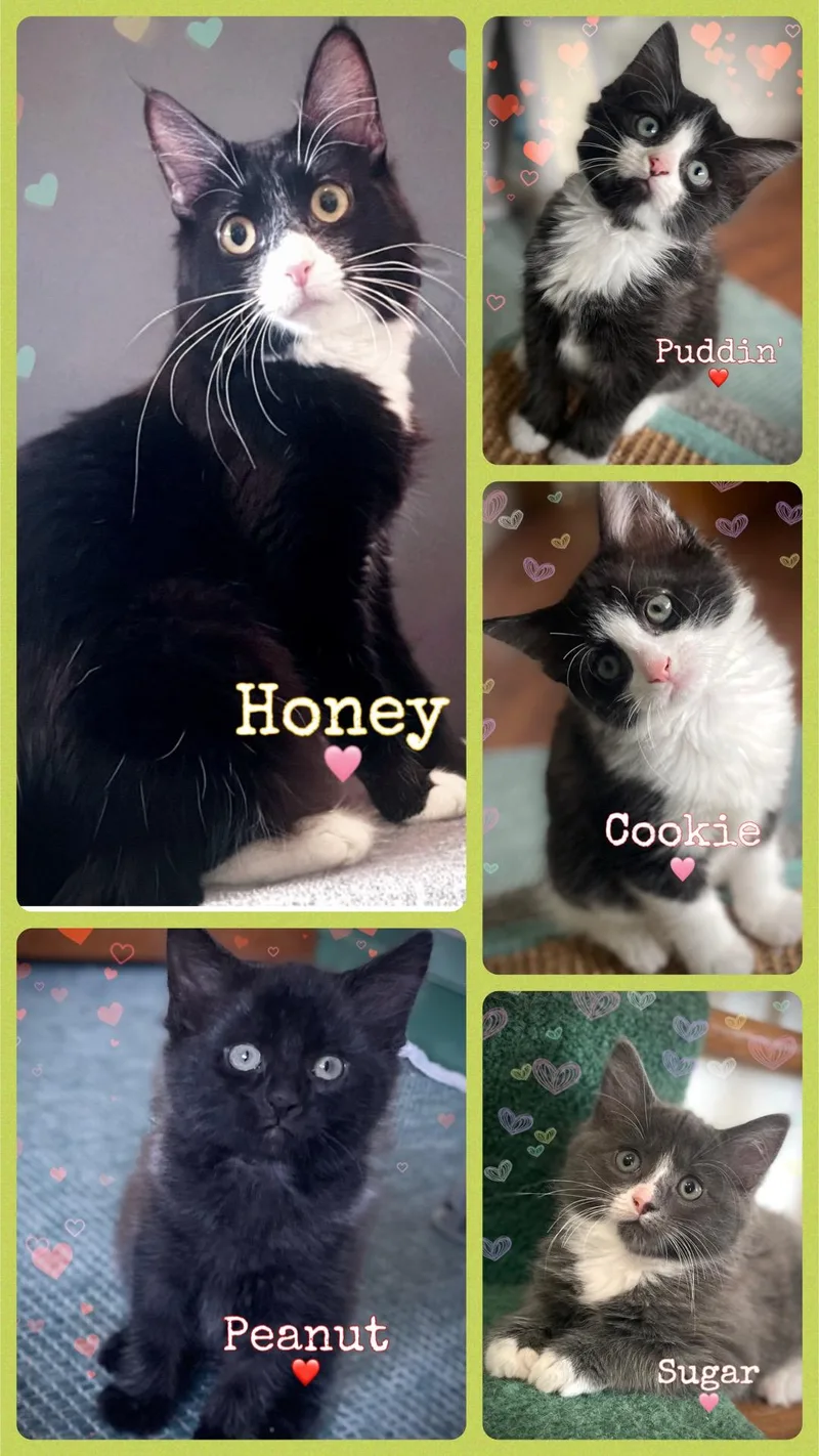 Honey