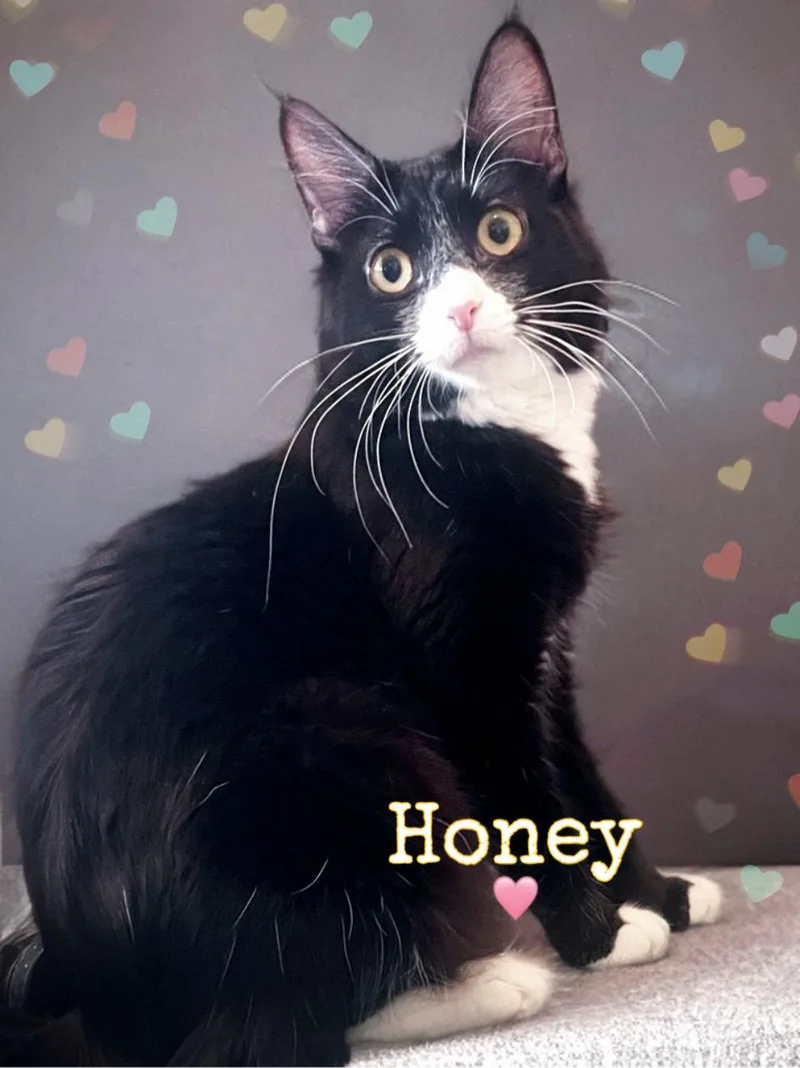 Honey thumbnail 2