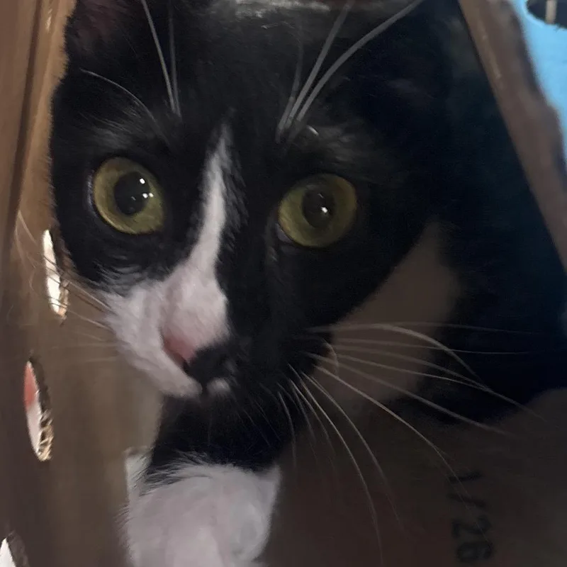 A young medium-sized female Black Domestic Short Hair cat named Coco for adoption in Jacksonville, FL