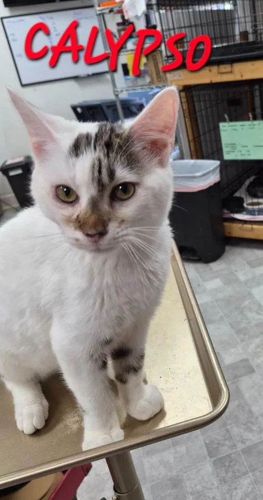 A baby medium-sized male Domestic Short Hair cat named Calypso for adoption in Rome, GA