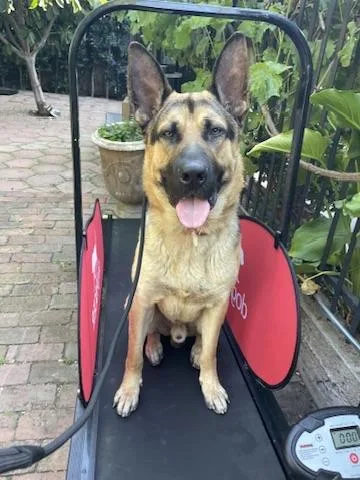 An adult large-sized male Brown / Chocolate German Shepherd Dog dog named Jerry for adoption in Los Angeles, CA
