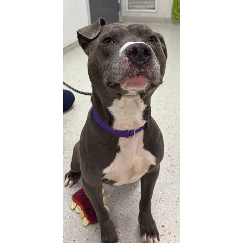 An adult large-sized male Brown / Chocolate Pit Bull Terrier dog named Zeus for adoption in Indianapolis, IN