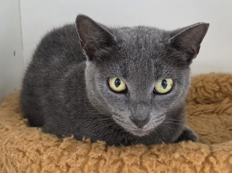 An adult medium-sized female Gray / Blue / Silver Domestic Short Hair cat named Gracie Lou Freebush for adoption in Satellite Beach, FL