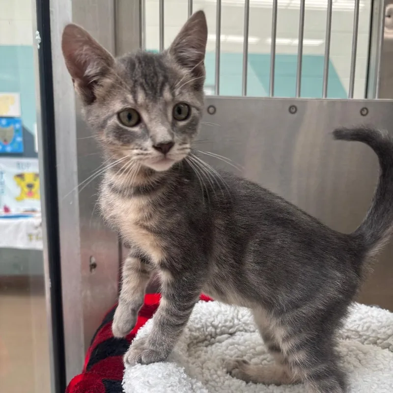 A baby small-sized male Gray / Blue / Silver Domestic Short Hair cat named Hershey for adoption in Corpus Christi, TX