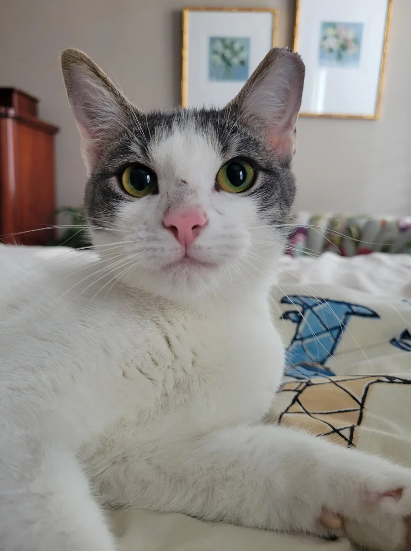 A young medium-sized female Gray & White Domestic Short Hair cat named Roni for adoption in Nashville, TN