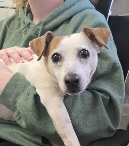 A senior small-sized female Parson Russell Terrier dog named Dakota for adoption in East Brookfield, MA