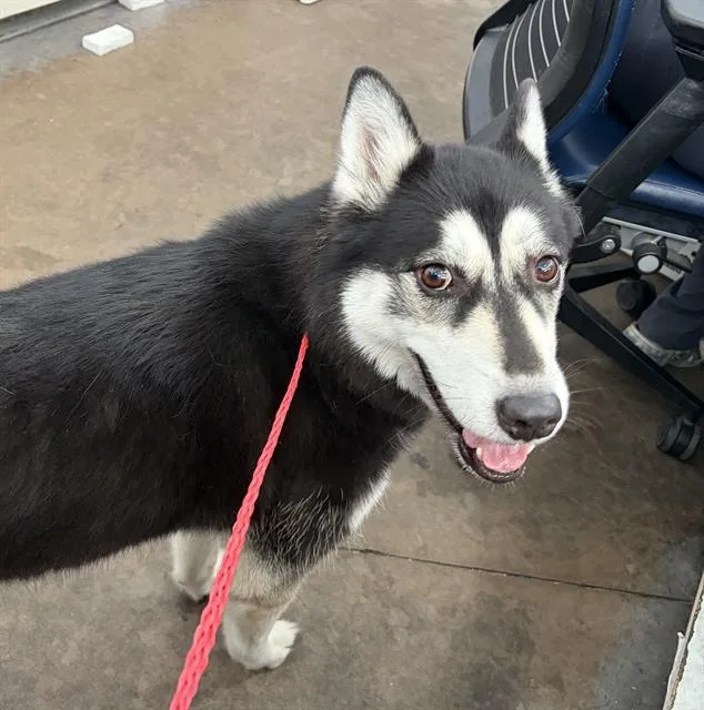An adult large-sized female Mixed Breed dog named Tootsie for adoption in Dallas, TX