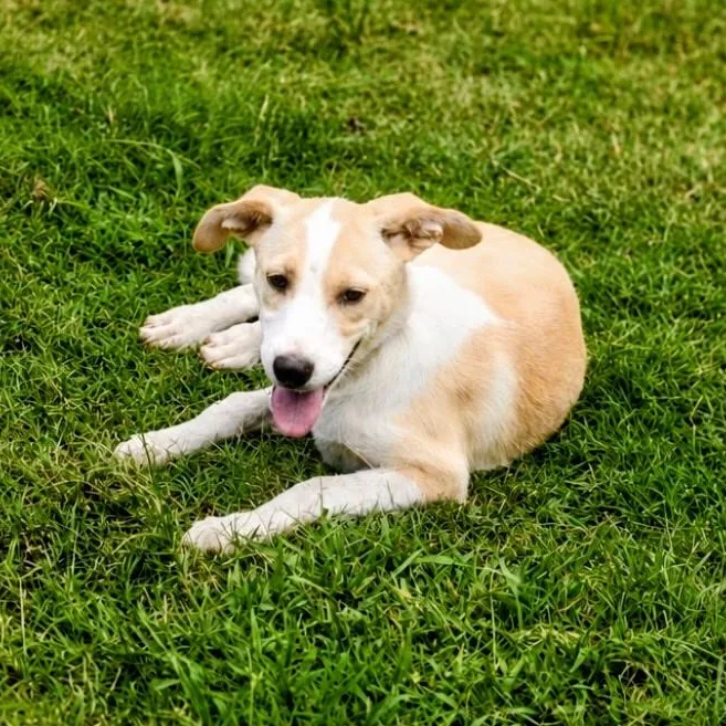 A baby medium-sized female Labrador Retriever dog named Lucy for adoption in Willington, CT