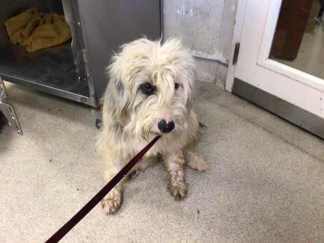 A young large-sized female Shepherd dog named Babe for adoption in Riverside, CA
