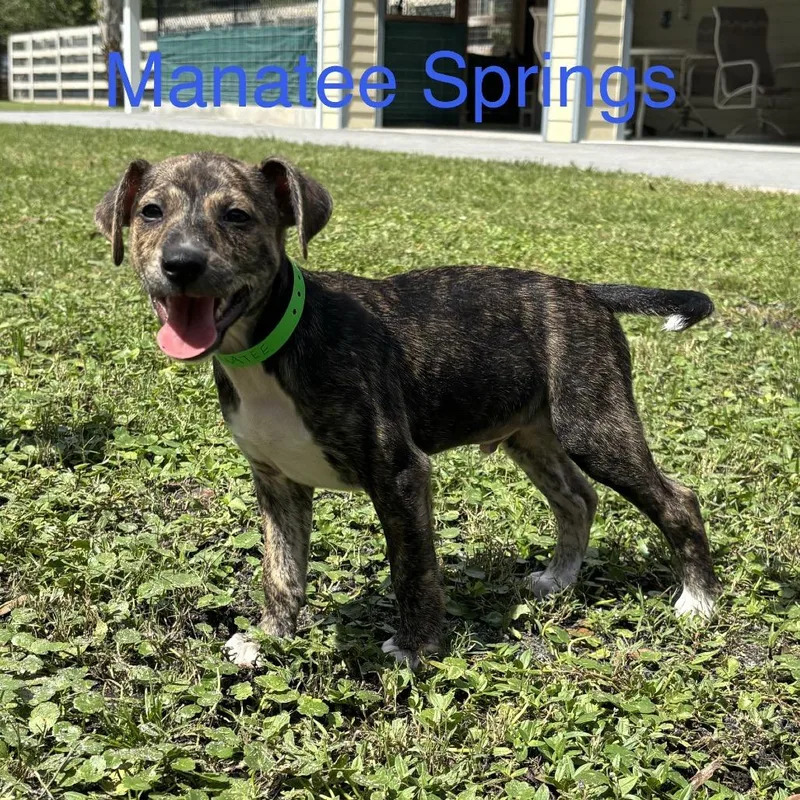 A baby small-sized male Black Chihuahua dog named MANATEE Springs for adoption in Wellington, FL