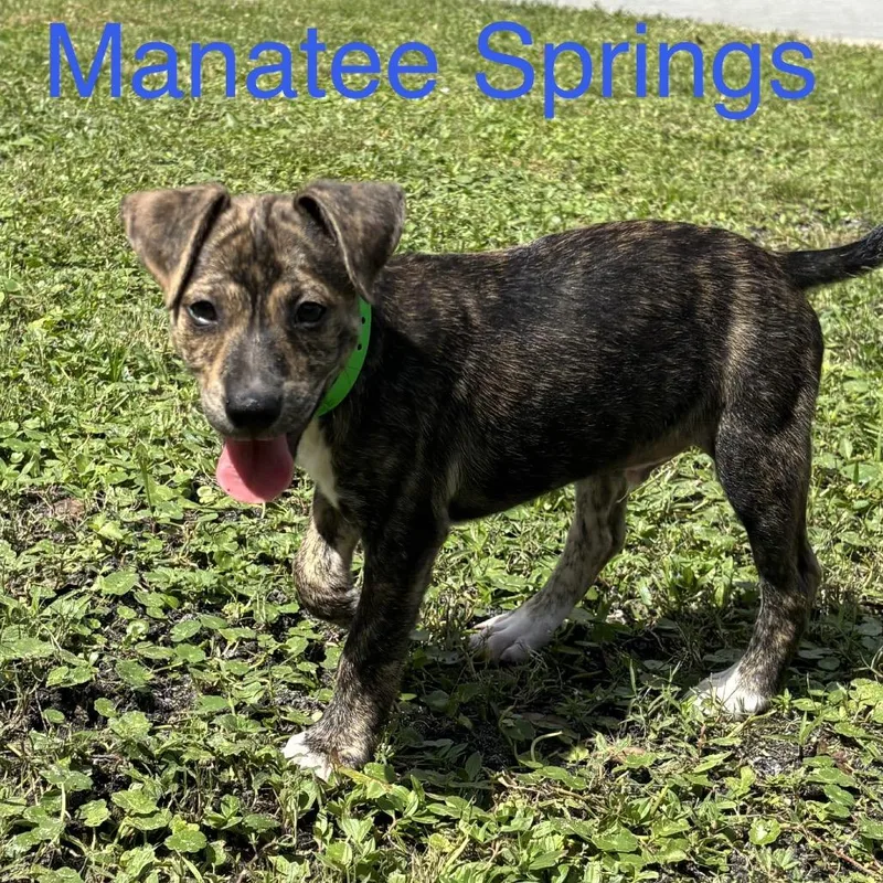MANATEE Springs thumbnail 3