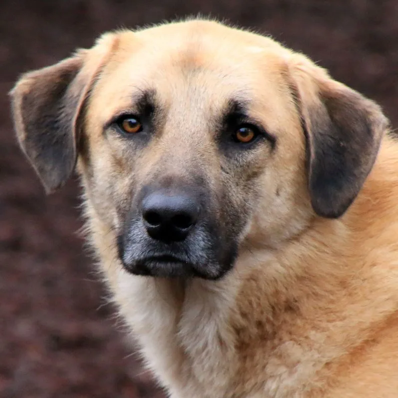 An adult large-sized male Yellow / Tan / Blond / Fawn Anatolian Shepherd dog named Austin for adoption in Sequim, WA