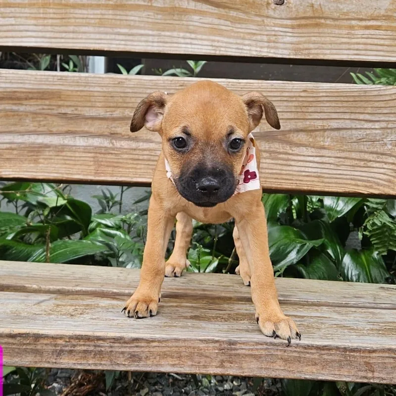 A baby small-sized female Yellow / Tan / Blond / Fawn Labrador Retriever dog named Hannah Banana for adoption in New York, NY