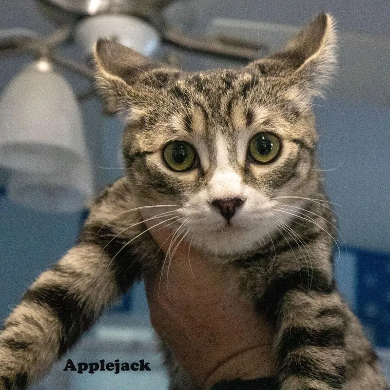 A baby medium-sized female Brown / Chocolate American Shorthair cat named Applejack for adoption in Yucaipa, CA