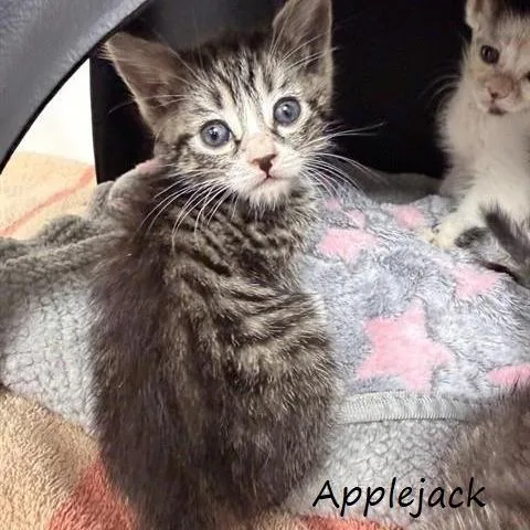 Applejack thumbnail 2