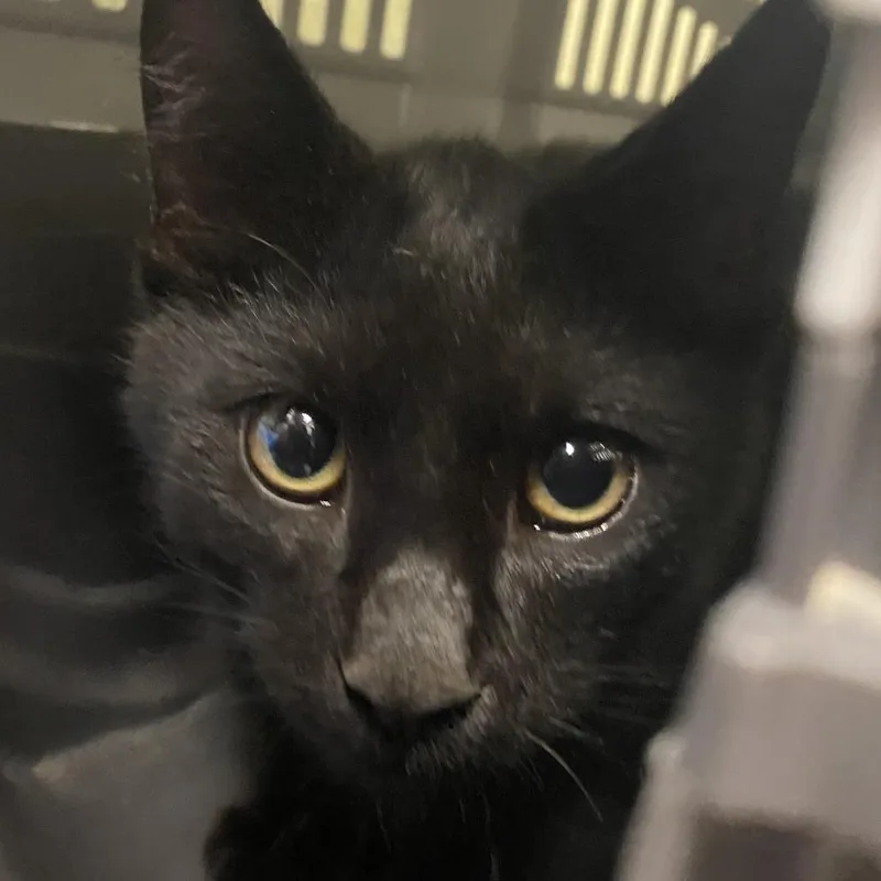 A young medium-sized male Black Domestic Short Hair cat named Salem for adoption in Harrisonburg, VA