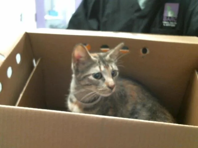A young medium-sized female Domestic Short Hair cat named Jose for adoption in Houston, TX