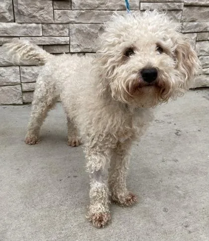 A young small-sized male Golden Miniature Poodle dog named Benny for adoption in Tinley Park, IL