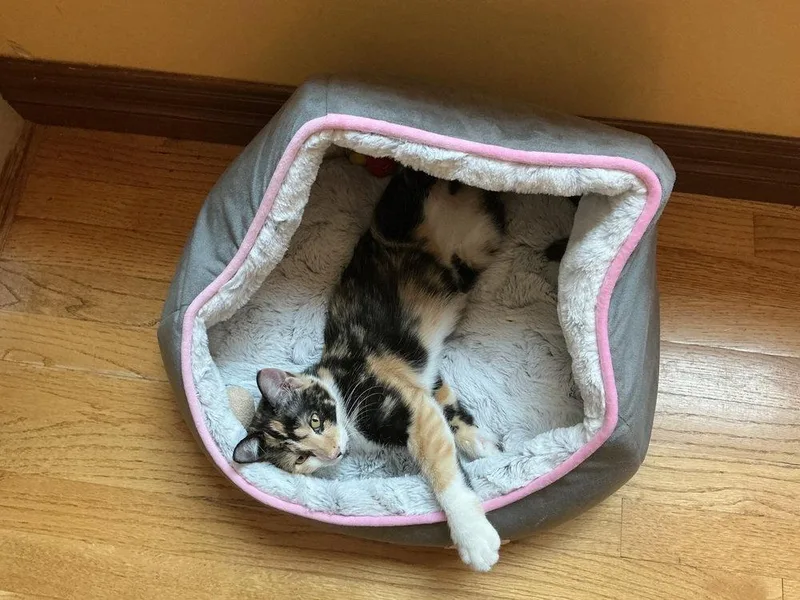 A baby small-sized female Domestic Short Hair cat named Minnie for adoption in O'Fallon, MO