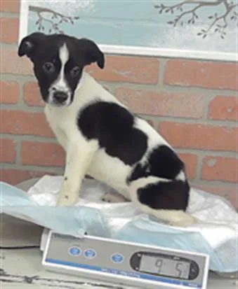 A baby small-sized male German Shepherd Dog dog named Koda for adoption in Houston, TX