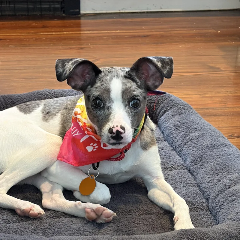 A baby small-sized female White / Cream Italian Greyhound dog named Shelby for adoption in Brooklyn, NY