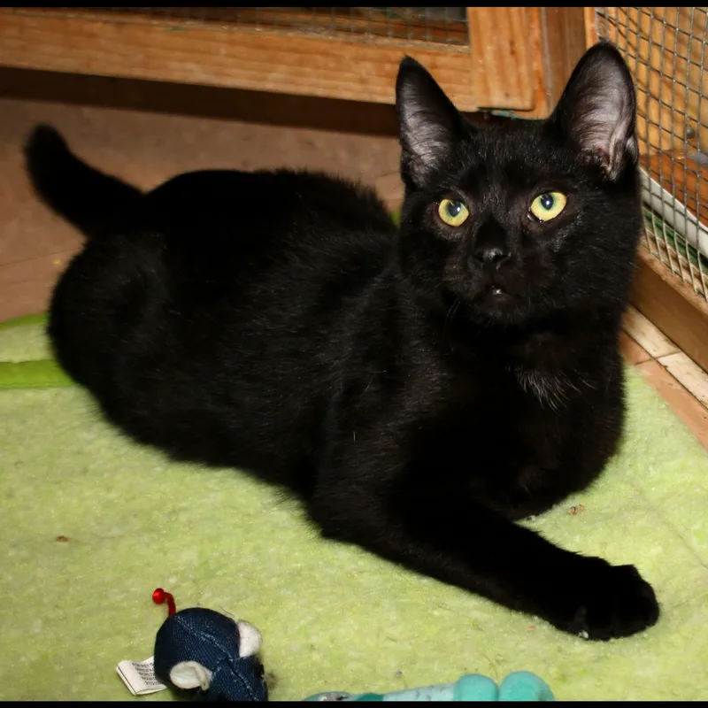 A baby medium-sized female Domestic Short Hair cat named Wednesday for adoption in Shippenville, PA