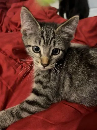 A baby medium-sized male Tabby (Gray / Blue / Silver) Domestic Medium Hair cat named Ash for adoption in Liverpool, TX