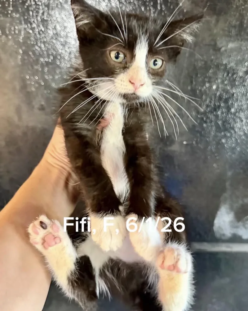 Fifi thumbnail 2