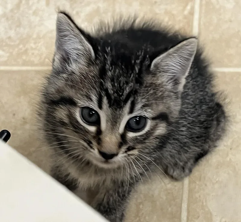 A baby medium-sized female Domestic Short Hair cat named Tabasco for adoption in Lafayette, CO