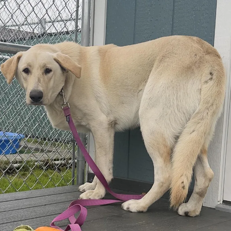 A young medium-sized male Yellow Labrador Retriever dog named Spirit for adoption in East Smithfield , PA