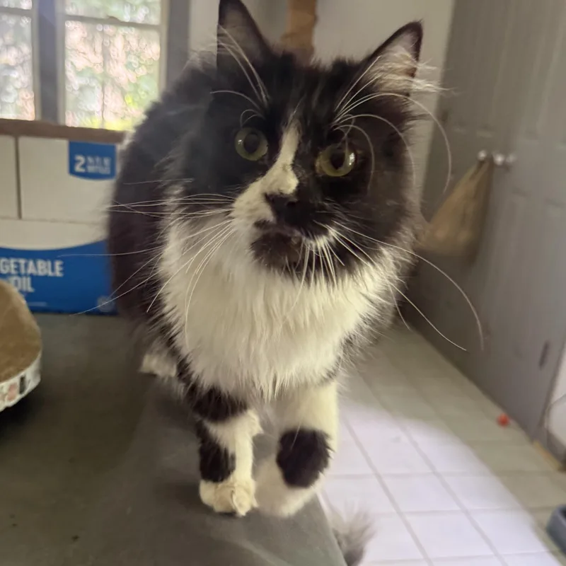Sweet Oreo
