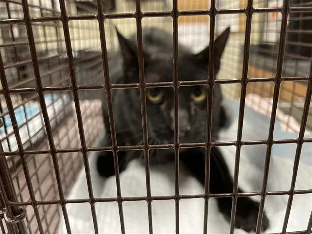 An adult large-sized male Domestic Medium Hair cat named A for adoption in Modesto, CA