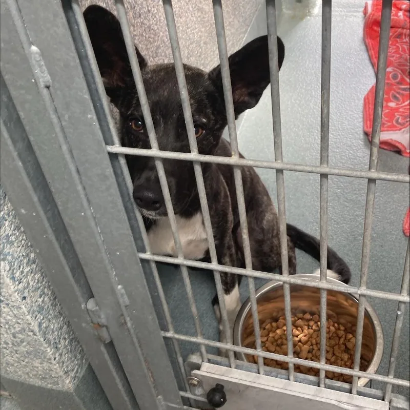 A baby medium-sized male Brindle Dutch Shepherd dog named Pieter for adoption in Hawthorne, CA