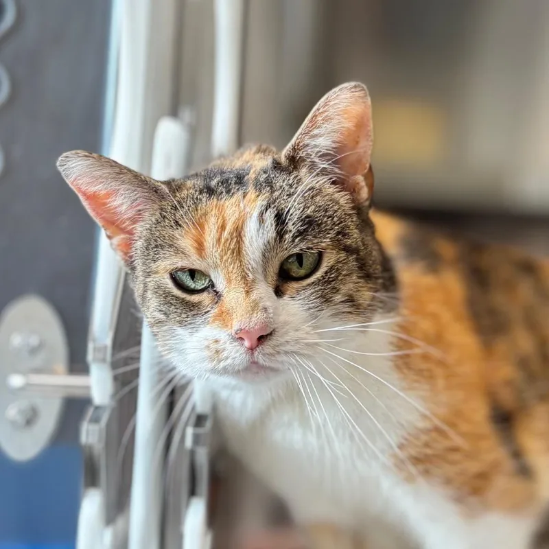 A senior medium-sized female Orange / Red Domestic Short Hair cat named Harmony for adoption in Nashville, IN